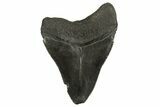 Fossil Megalodon Tooth - South Carolina #331530-1